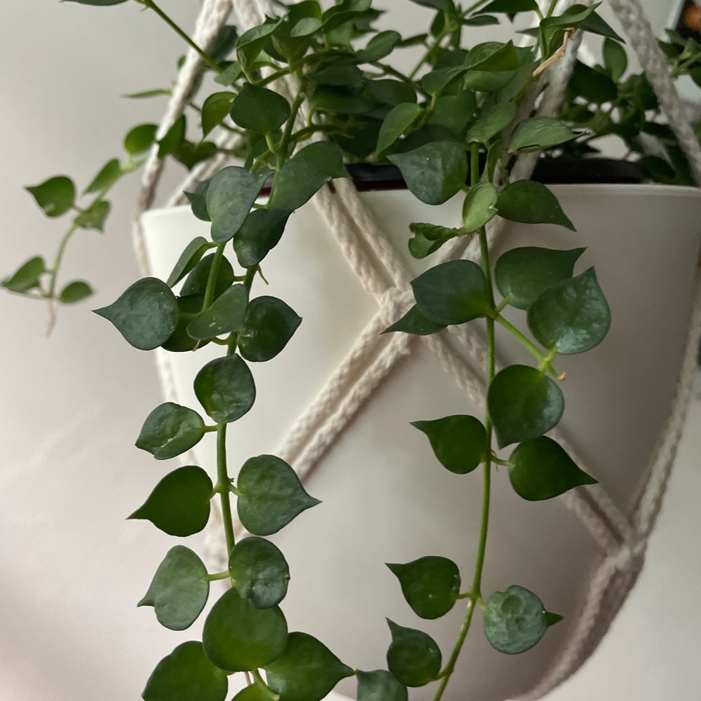 Dischidia ruscifolia “million hearts” cuttings